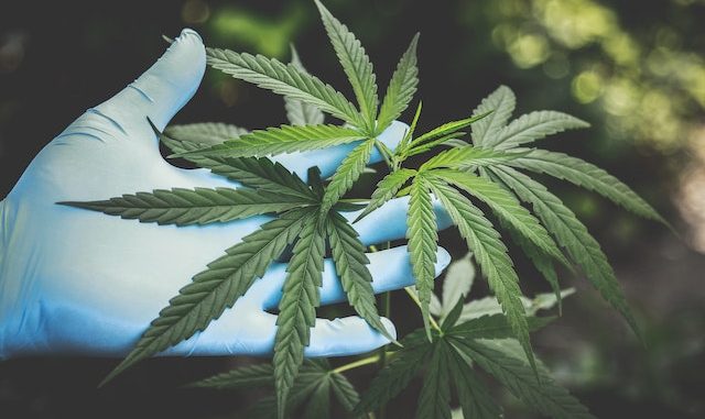 cbd-best-online-site-cannabis